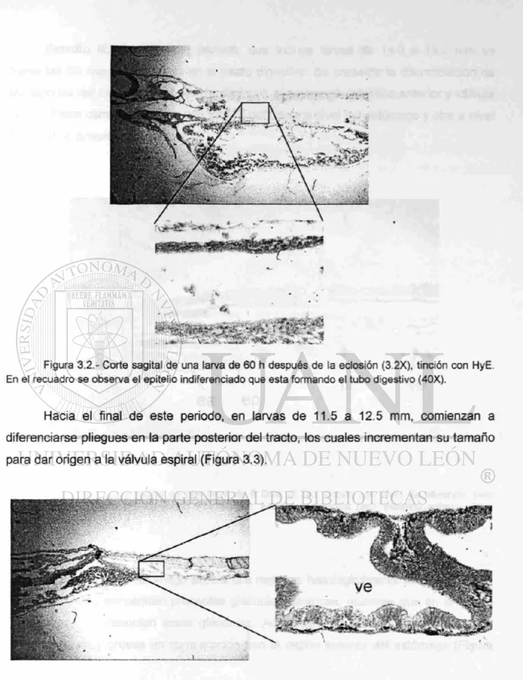 Figura 3.2.- Corte sagital de una larva de 60 h después de la eclosión (3.2X). tinción con HyE