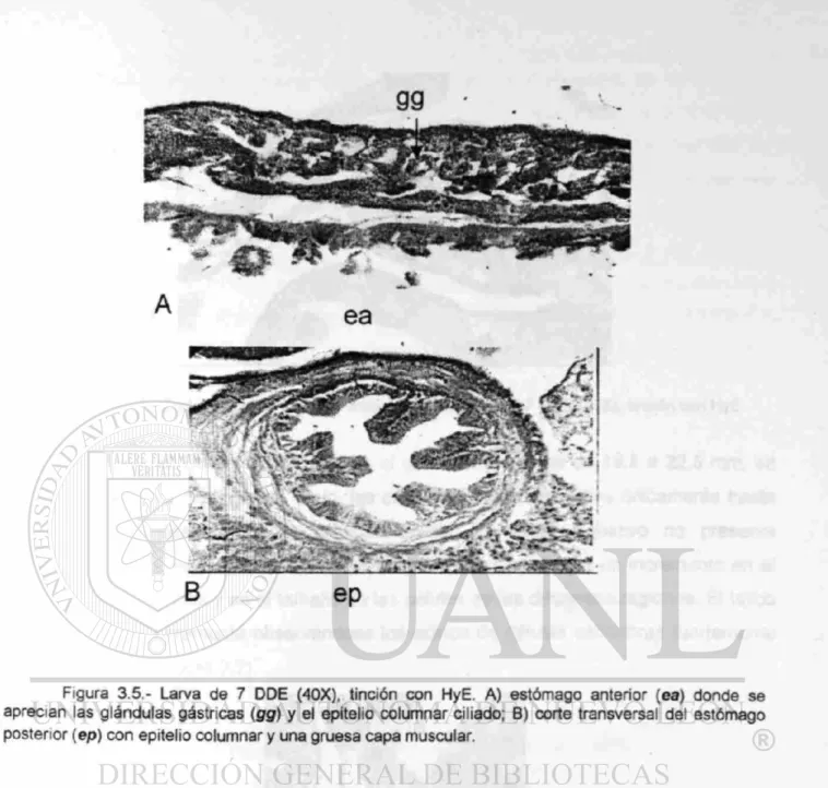 Figura 3.5.- Larva de 7 DDE (40X), tinción con HyE. A) estómago anterior (ea) donde se  aprecian las glándulas gástricas (gg) y el epitelio columnar ciliado; B) corte transversal del estómago  posterior (ep) con epitelio columnar y una gruesa capa muscular