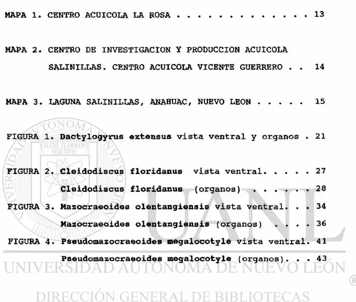 FIGURA 1. Dactylogyrus extensus vista ventral y organos . 21 