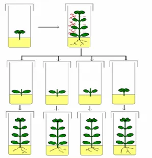 Figura 8. La micropropagación vegetal 
