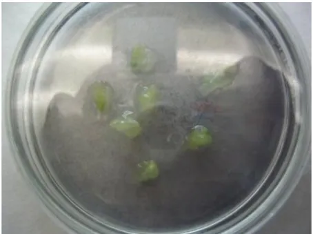 Figura 12. Desarrollo de brote y raíz in vitro 