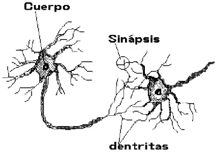 Figura 2.2: Partes de una neurona biológica.