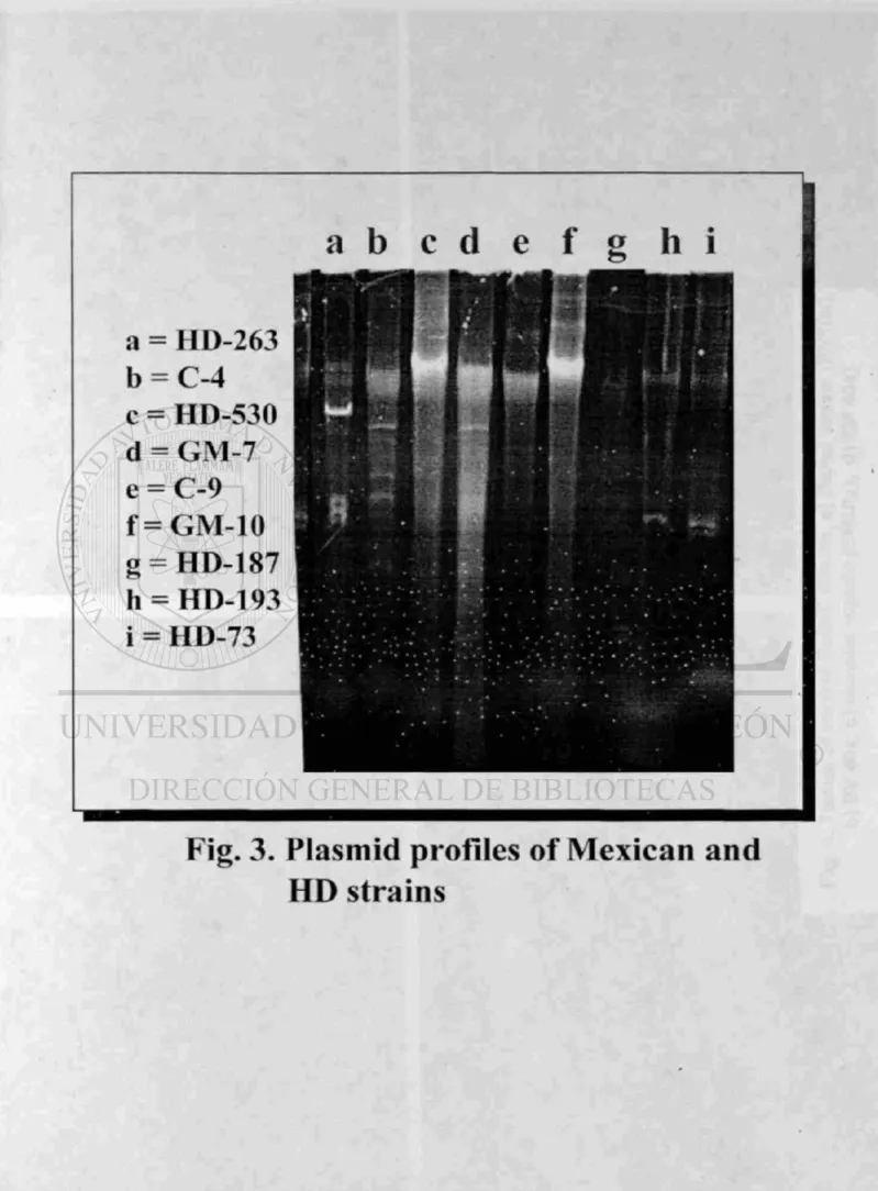 Fig. 3. Plasmid profiles of Mexican and  HD strains a b c d e f 8 h l = HD-263 = C-4 = HD-530 = GM-7 = C-9 = GM-10 = HD-187 = HD-193 = HD-73 