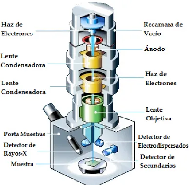 Figura 2.9: Diagrama esquem´atico de los componentes principales de un microscopio electr´onico de barrido, SEM.