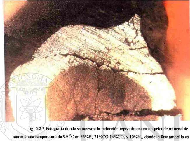 fig. 5.2.2 Fotografía donde se muestra la reducción topoquímica en un pelet de mineral de  hierro a una temperatura de 950°C en 55%H 2  21%CO 14%C0 2  y 10%N 2 , donde la fase amarilla es 