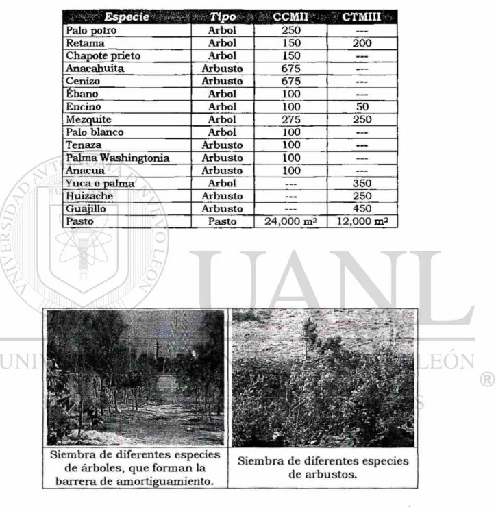 Tabla III.5 Especies  q u e integran la  b a r r e r a de amortiguamiento.  c a w i i w  Palo potro  A r b o l  250  —  R e t a m a  A r b o l  150  200  C h a p ó t e prieto  A r b o l  150  —  A n a c a h u i t a  A r b u s t o  675  —  Cenizo  A r b u s