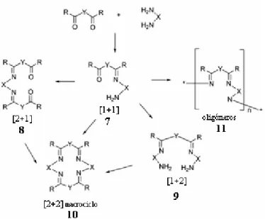 Figura 2. Representación de los Productos Derivados de la   Condensación entre Dicarbonilos y Diaminas 16 