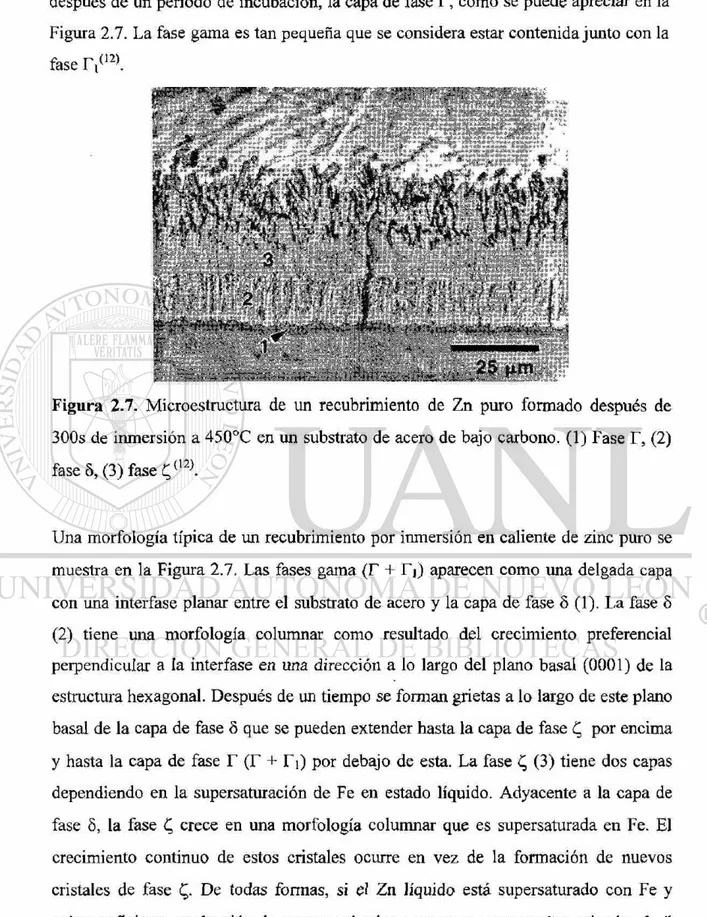 Figura 2.7. Microestructura de un recubrimiento de Zn puro formado después de 