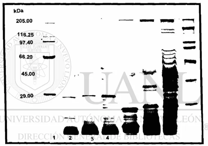 Figura 5. Perfil electroforético mostrando las proteínas de peso molecular superior a  2 9 kDa  en la parte derecha de la figura.De izquierda a derecha: 1