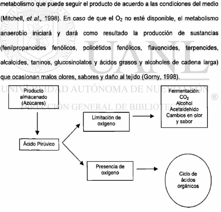 Figura 2. Metabolismo de los azúcares en las frutas y vegetales (Mitchell, 1998). 