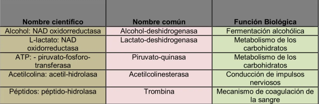 Tabla No. 3 Algunas de las Enzimas Principales 