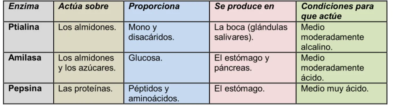 Tabla No. 7. Las enzimas y la digestión 