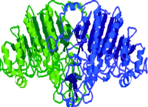 Figura 13. Estructura Cuaternaria  