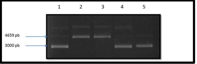 Figura 7. Electroforesis en gel de agarosa 1.0 % de DNA plasmidico  de bacterias E. coli DH5 α Carril 1: Plásmido 