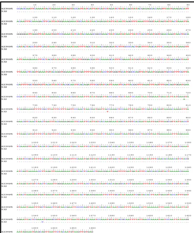 Figura  17.  Alineamiento  de  la  secuencia  de  nucleótidos  de  la  subunidad  VP5*  de  las  muestras  de  rotavirus 623 y 532