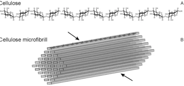 Figura  3.  Estructura  de  una  microfibrilla  de  celulosa.  Visualización  estructural  de  una  cadena  de 