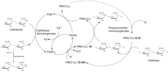 Figura  5.  Modo  de  acción  de  las  polisacárido  monooxygenasas.  Reacciones  catalizadas  por  la 