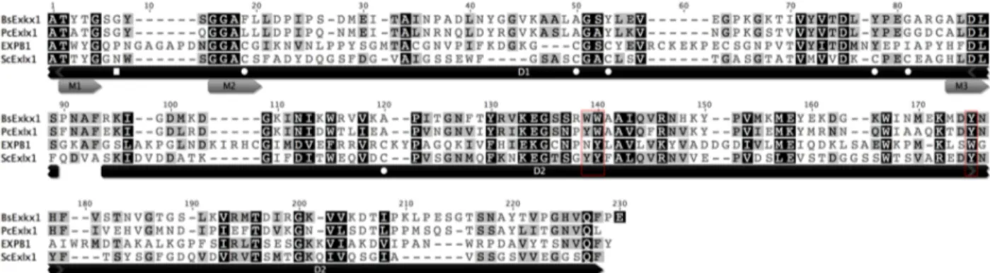 Figura  8.  Alineamiento  proteico  de  BsExlx1,  PcExl1,  EXPB1  y  ScExlx1.  Las  zonas  mas  oscuras 