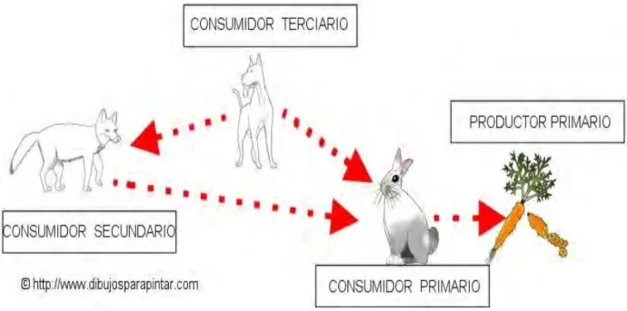 FIGURA 4: EJEMPLO DE CADENA ALIMENTARIA 