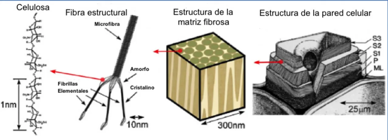 Figura 2.2 Esquema que muestra el sistema matriz/fibra y la estructura jerárquica de la nanocelulosa  [11] 