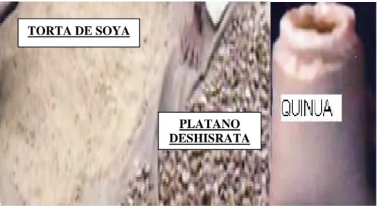 Foto 6. Materias Primas.  