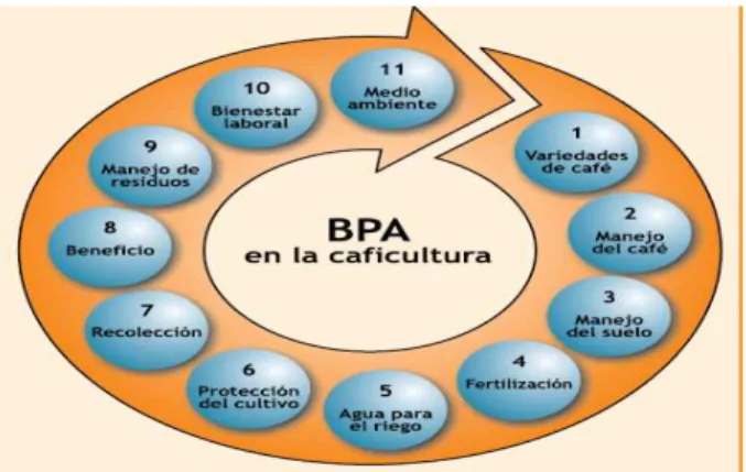 Ilustración 1: Prácticas de la producción de café en las cuales deben emplearse las  BPA 