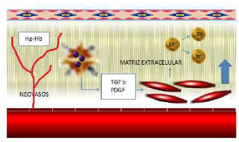 Figura 3 Evolución de la placa de ateroma. En respuesta a péptidos angiogénicos se generan neovasos frágiles 