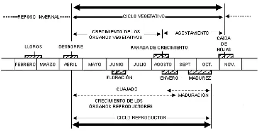 Ilustración 4. Ciclo vegetativo y reproductor de la vid. 