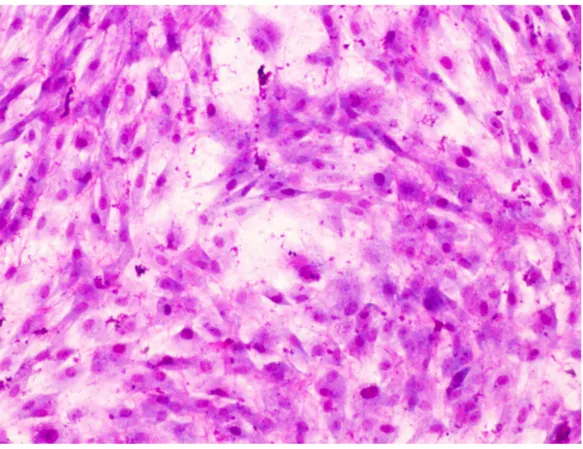 Figura   1.   Células   en   cultivo   procedentes   de   tejido   adiposo   de   rata,   teñidas   con Giemsa, donde se observa la subconfluencia celular