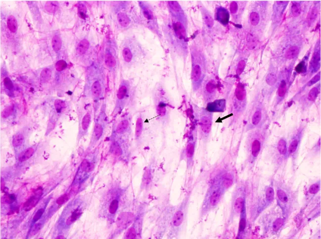 Figura   2.   Células   en   cultivo   procedentes   de   tejido   adiposo   de   rata,   teñidas   con Giemsa