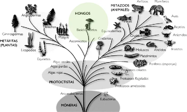 Figura  I1. Esquema clasificatorio de Whittaker en forma de árbol filogenético  (Whittaker., 1969)