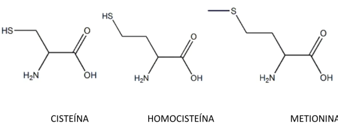 Figura 1: Císteína, homocisteína y metionina. 