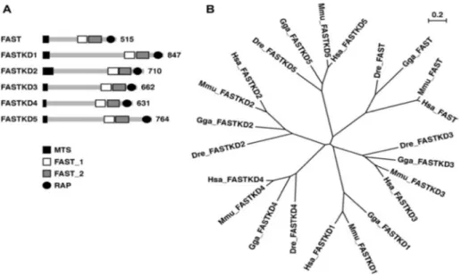 Figura  5.  Imagen  tomada  de  Simarro  et  al.,  2010.  A.  Representa  la  estructura  de  todos  los 