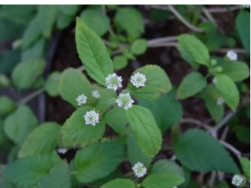 Figura 7: Planta Lippia Dulcis. 