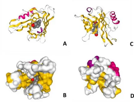 Figura  1.  Estructura  terciaria  de  ApoD  y  su  interacción  con  Progesterona.   A  y  C:  Modelos  tipo  Cartoon