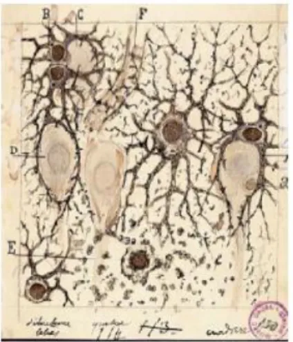 Figura  2.  Ilustración  de  Ramón  y  Cajal  mostrando  a  los  astrocitos  en  el  sistema 