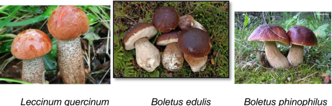 FIGURA 5: Imágenes de las tres especies de Boletus estudiadas. 
