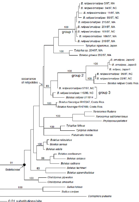 FIGURA 3: Relaciones filogenéticas de la familia Boletacea.  Imagen extraída de Binder y Bresinsky (10) 
