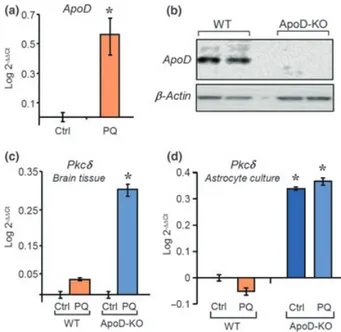 Fig. 5 Glial genes involved in the oxidative stress response of cere- cere-bellum. (a) qRT-PCR measuring the expression of ApoD in the  dien-cephalon of ApoD-KO mice chronically exposed to oxidative stress by PQ treatment