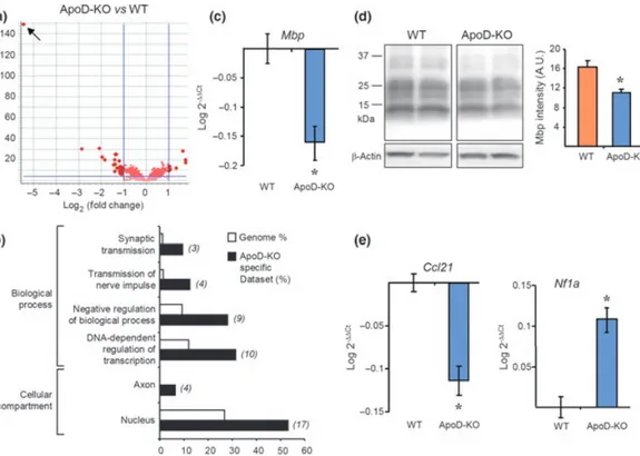Fig. 1 Transcriptional profile of the ApoD-KO cerebellum in adult mice in control conditions