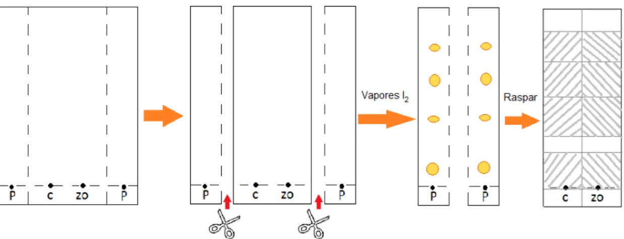 Figura 6. Representación del proceso de la TLC. 