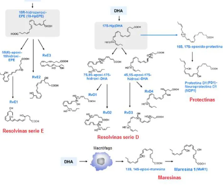Figura 3. Esquema de la síntesis y acciones de los metabolitos derivados del EPA y DHA