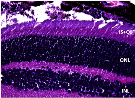Fig.  6:  Corte  histológico  de  una  retina  de  un  ojo  control  (WT)  teñida  con  HE