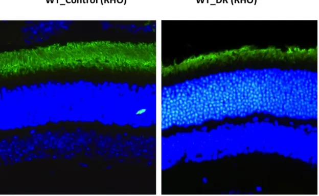 Fig 8: Comparación de las IF con anti-rodopsina (verde) en los ratones WT.  Los núcleos aparecen teñidos con DAPI (azul)