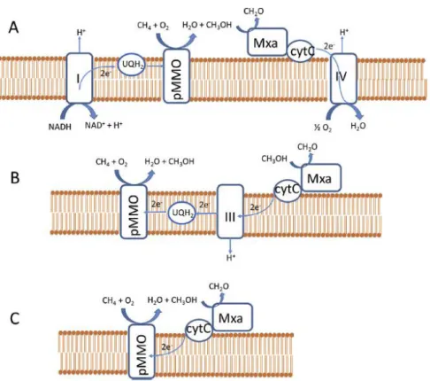 Figura 3.4.1-1 Representación esquemática de los tres posibles mecanismos de oxidación del metano:  a) redox arm, b) uphill electron transfer, c) direct coupling