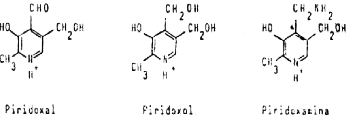 FIGURA 20. VITAMINA B6.
