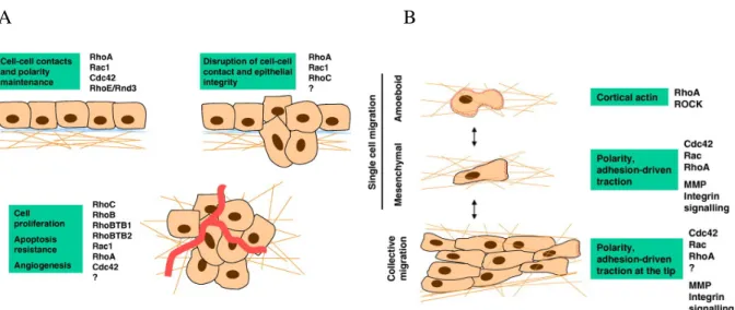 Figura 4: A) Fases en la progresión tumoral y GTPasas Rho implicadas. B) Diferentes 