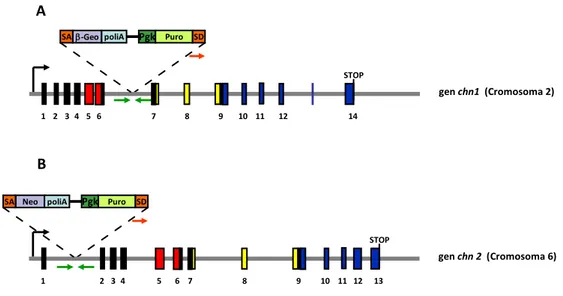 Figura  7:    Representación esquemática de la inserción del vector gen-trap para la 