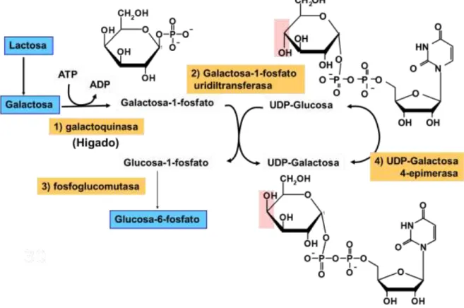 Figura 6. Metabolismo de la galactosa  