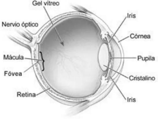 Figura 1.1:  Corte del globo ocular con algunas estucturas del ojo humano señaladas (Fuente: National Eye  Institute, National Institutes of Health).